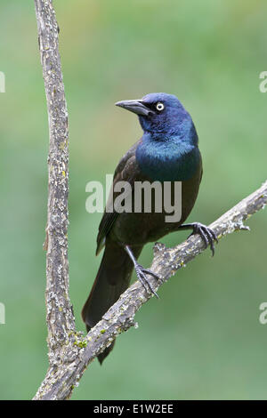 Common Grackle, Quiscalus quiscula, perched on a branch in Eastern Ontario, Canada. Stock Photo