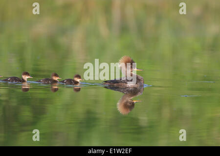 Common Merganser, Mergus merganser, swimming on a freshwater pond in Eastern Ontario, Canada. Stock Photo