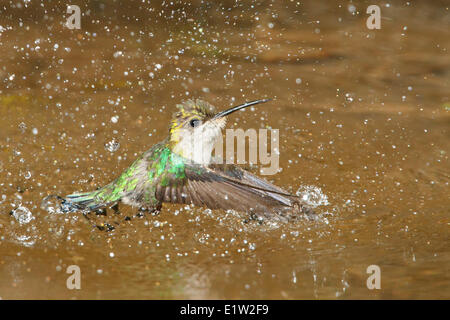 Violet-crowned Woodnymph (Thalurania columbica) flying and bathing in a small stream in Costa Rica. Stock Photo