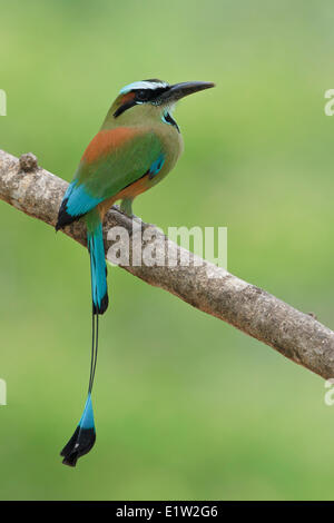 Turquoise-browed Motmot (Eumomota superciliosa) perched on a branch in Costa Rica.