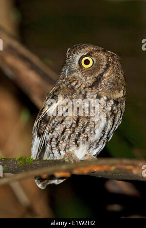 Western Screech Owl, Megascops kennicottii Stock Photo