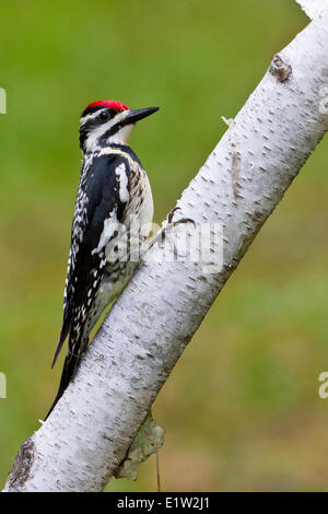 Yellow-bellied Sapsucker (Sphyrapicus varius) perched on a branch in Eastern Ontario, Canada. Stock Photo