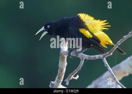 Yellow-rumped Cacique (Cacicus cela) perched on a branch in Peru. Stock Photo