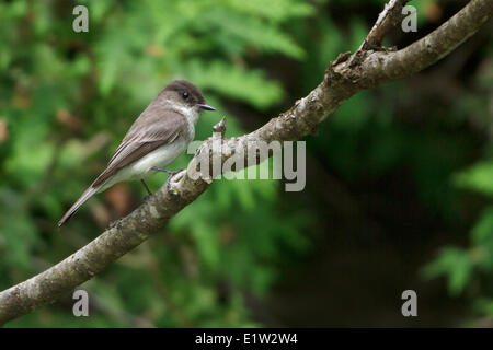 Eastern Phoebe, Sayornis phoebe, perched on a branch in Eastern Ontario, Canada. Stock Photo