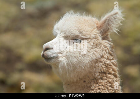 Alpaca, Vicugna pacos Stock Photo