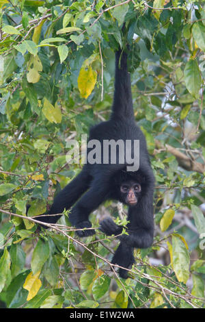 Spider Monkey Close-Up in the Amazon Rainforest, Brazil Stock Photo - Alamy