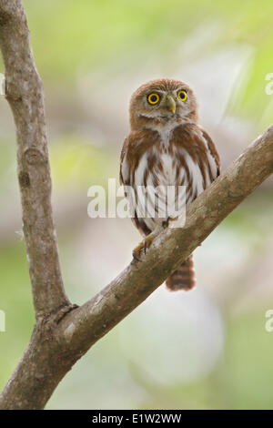 Ferruginous Pygmy Owl (Glaucidium brasilianum) perched on a branch in Costa Rica. Stock Photo