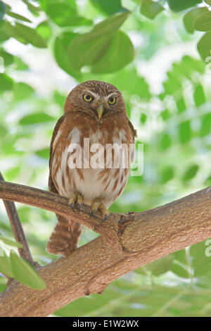 Ferruginous Pygmy Owl (Glaucidium brasilianum) perched on a branch in Costa Rica. Stock Photo