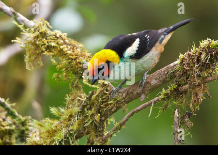 Flame-faced Tanager (Tangara parzudakii) perched on a branch in Ecuador. Stock Photo