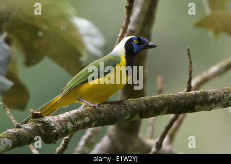 Green Jay (Cyanocorax yncas) perched on a branch in Peru. Stock Photo