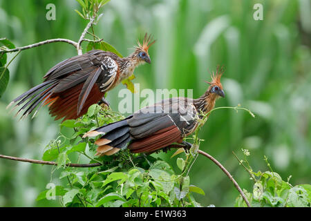 Hoatzin (Opisthocomus hoazin) perched on a branch in Peru. Stock Photo