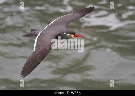 Inca Tern (Larosterna inca) flying in Peru. Stock Photo