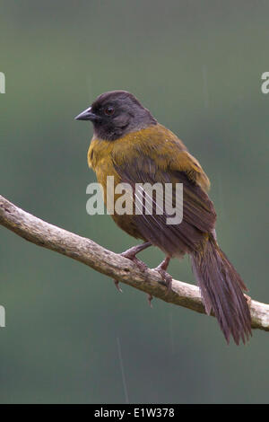 Large-footed Finch (Pezopetes capitalis) perched on a branch in Costa Rica. Stock Photo