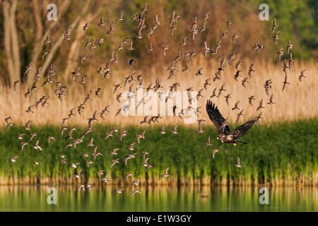 Bald Eagle (Haliaeetus leucocephalus) immature disturbs flock migrating dunlins (Calidris alpina) in a freshwater Lake Erie Stock Photo