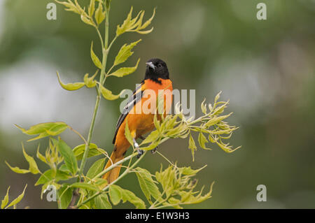 Baltimore Oriole (Icterus galbula) male in breeding plumage rests in mixed forest along Lake Erie shoreline near Canada USA Stock Photo