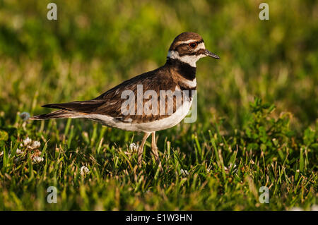 Killdeer (Charadrius vociferus). Spring, Lake Erie; Ottawa NWR, Ohio, U.S.A. Stock Photo