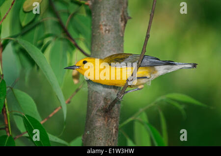 Prothonotary Warbler (Protonotaria citrea) in spring. The only warbler in eastern North America that builds its nest in tree Stock Photo