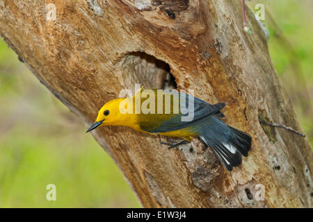 Prothonotary Warbler (Protonotaria citrea) male in spring its breeding range includes much eastern USA southwestern Ontario Stock Photo