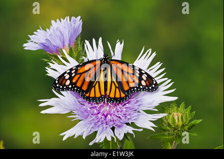 Monarch butterfly (Danaus plexippus) on Stokes' Aster (Stokesia laevis) flowers, summer, North America. Stock Photo