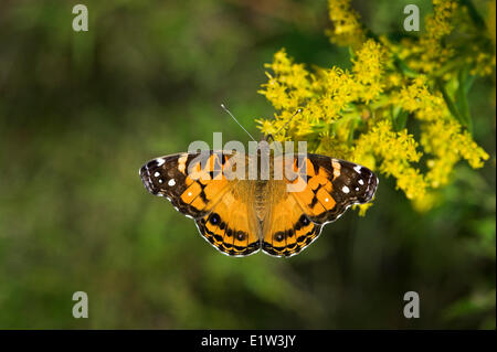 American Painted Lady (Vanessa virginiensis) sips on September goldenrod nectar along shoreline of Lake Erie, Ontario. Canada. Stock Photo