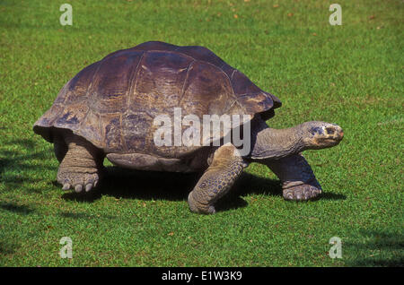 Galapagos Giant Tortoise (Chelonoidis elephantopus). Stock Photo