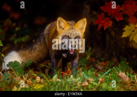 Red Fox (Vulpes vulpes) in autumn maples. Cross colour phase. Minnesota. . Stock Photo