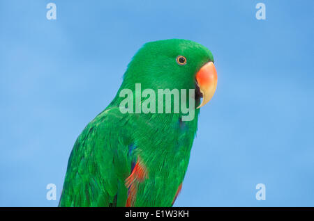 Electus Parrot (Electus roratus). Captive. Austrailia & New Guinea. Stock Photo