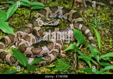 Eastern Milk Snake (Lampropeltis triangulum triangulum) after shedding scales with bit old skin still on head spring Niagara Stock Photo