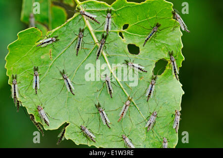 Non-biting Midges (chironomidae family) roosting on Eastern Cottonwood leaf provide food source for migrating songbirds spring Stock Photo