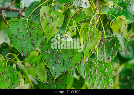 Non-biting Midges (chironomidae family) roosting on Eastern Cottonwood leaf provide food source for migrating songbirds spring Stock Photo