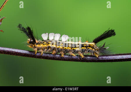 White Marked Tussock Moth Caterpillar (Orgyia leucostigma). summer. Nova Scotia, Canada. Stock Photo