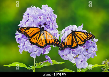 Monarch  (Danaus plexippus) butterflies on garden phlox (Phlox paniculata) flowers, summer, North America. Stock Photo