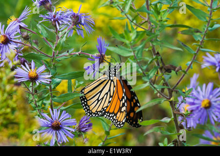Monarch butterfly (Danaus plexippus) on shoreline Lake Erie Ontario Canada sips nectar September aster preparing for annual Stock Photo