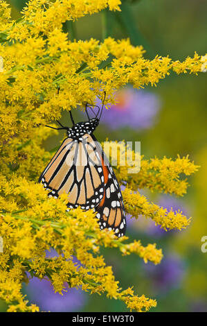 Monarch butterfly (Danaus plexippus) on shoreline Lake Erie Ontario Canada sips nectar September goldenrod preparing for annual Stock Photo