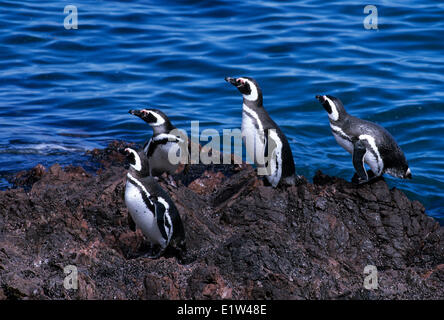 Magellanic Penguins, Spheniscus magellanicus, Punta Tomba, Patagonia, Argentina Stock Photo