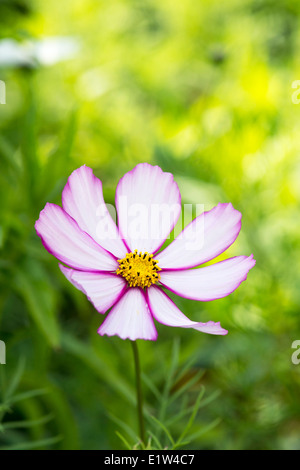 Cosmos Bipinnatus 'Candy Stripe' flower in summer. Stock Photo