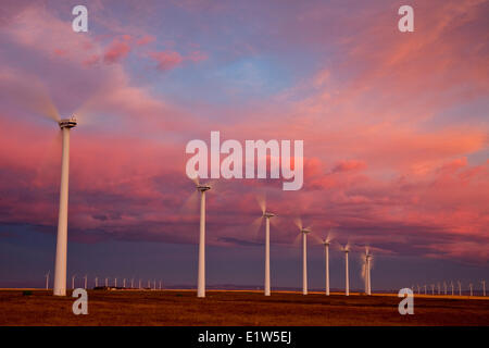 Power-generating windmills operating at dawn near Fort Macleod, southern Alberta, Canada. Stock Photo