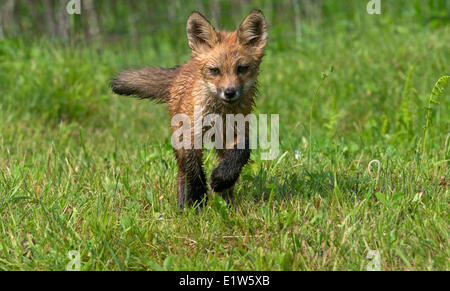 red fox, Vulpes vulpes, kits/young running in green grass. Stock Photo