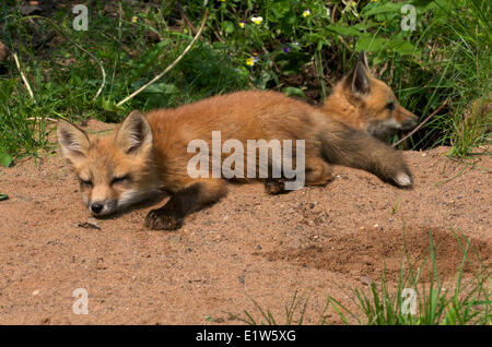 Red Fox, Vulpes vulpes, kits/young napping at den entrance, spring. Stock Photo