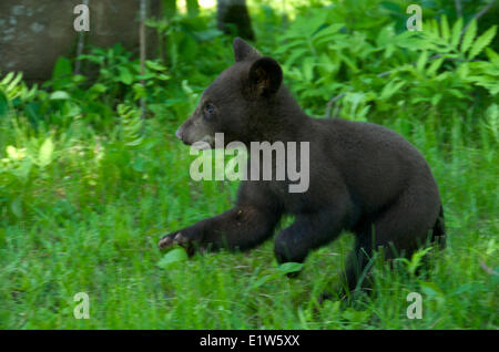 American black bear, Ursus americanus, cub running, in spring forest. Stock Photo