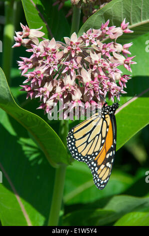Monarch butterfly, Danaus plexippus, feeding on blooming Common Milkweed (Asclepias syriaca).  Lake Superior, Ontario/Minnesota Stock Photo