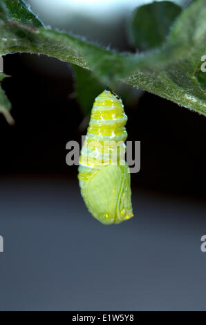 Monarch butterfly caterpillar, Danaus plexippus, just changing into chrysalis, Lake Superior, Ontario, Canada Stock Photo