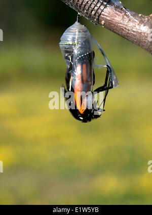 Monarch butterfly Danaus plexippus in chrysalis beginning to emerge chrysalis as a butterfly.  Lake Superior Ontario Canada. Stock Photo