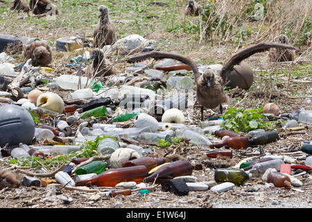 Laysan albatross (Phoebastria immutabilis) nesting colony plastic garbage collected research plot to assess plastic pollution Stock Photo