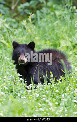 Young black bear (Ursus americanus), eating clover (Trifolium sp.), southwest British Columbia. Stock Photo