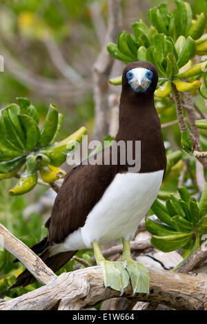 Brown booby (Sula leucogaster) male in naupaka kauhakai (Scaevola sericea) Eastern Island Midway Atoll National Wildlife Refuge Stock Photo