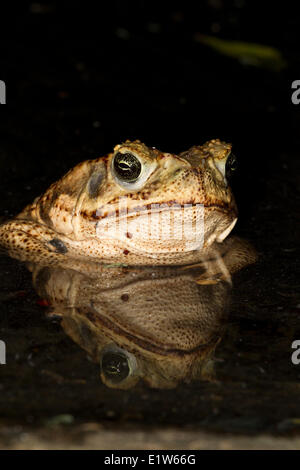 Cane toad (Bufo marinus), Edinburg, South Texas. Stock Photo