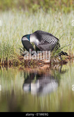 Common loon (Gavia immer), turning eggs on nest, interior British Columbia. Stock Photo