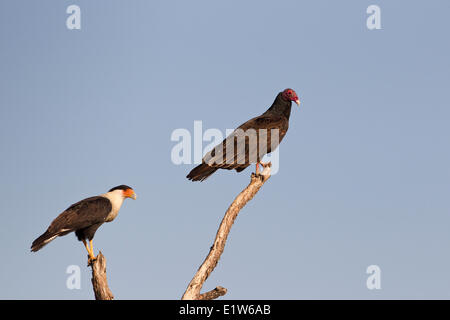 Crested caracara (Caracara cheriway) adult (left) turkey vulture (Cathartes aura) Martin Refuge near Edinburg South Texas. Stock Photo