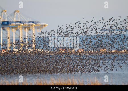 Dunlin (Calidris alpina), flock in flight near Deltaport shipping terminal,  Brunswick Point, Delta, British Columbia. Stock Photo